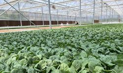 Eskişehir’den 10 milyon bitki fidesi Türkiye geneline gönderiliyor