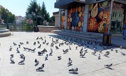 Köprübaşı Meydanı’nda güvercinler besleniyor