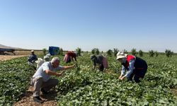Afyonkarahisar'da tarla tarla kornişon denetimi