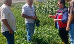 Kütahya’da fasulye ve mısır tarlalarında denetim yapıldı
