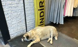Sıcaktan bunalan köpek çareyi klimanın altına yatmakla buldu