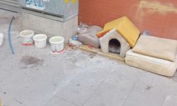 Eskişehir'de hayvan dostu uygulama
