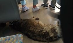 Eskişehir'de serinlemek için bakın nereye sığındı!
