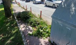 Eskişehir'de kaldırıma bırakılan dal ve otlar tepki çekti