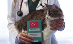 Eskişehir'de hayvan sahiplerini uyardı: Cezalı duruma düşmeyin