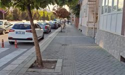 Eskişehir'de Tepebaşı Belediyesi ağaçlar için harekete geçti!