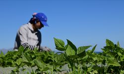 FAO ve Türkiye tarım politikalarını güçlendirecek ortak projeyi başlattı