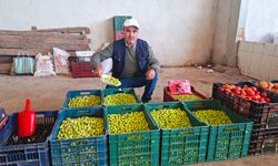 Hisarcık’ta salamura zeytin üretimi evlerde yaygınlaşıyor