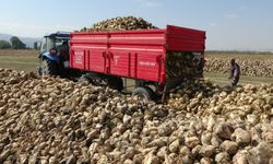 Kütahya’da pancar hasadı başladı