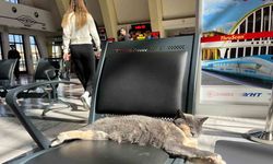 Soğuktan kaçan patili misafir, gar koltuğunda güneş keyfi yaptı