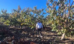 Zirai dondan etkilenen kiraz üreticisinden devlete destek teşekkürü