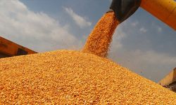 Eskişehirli üreticiye kuraklık darbesi: Kısıtlama kaçınılmaz