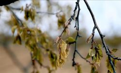 Zirai dondan etkilenen çiftçilere bakanlıktan dev yardım!