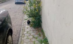 Eskişehir’de bakımsız kaldırımlar yayaları zorluyor