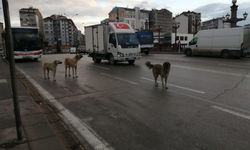 Eskişehir'de hem korkutuyor hem de trafiği aksatıyorlar
