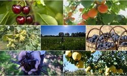 Yedi üründe dünya lideri: Türkiye'nin tarım gücü büyüyor