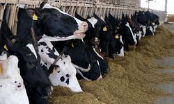 Türkiye et ve süt üretiminde arz sıkıntısı yaşamıyor