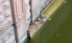 Eskişehir'de fareler ve güvercinlerin ilginç görüntüsü