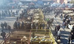 Afyon'da canlı hayvan pazarı bugün açıldı