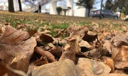 Dökülen yaprakla kartpostallık görüntüler oluşturdu