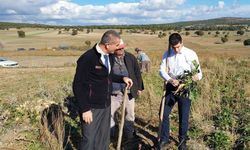 Dumlupınar Kaymakamı Teltik, şeker pancarı hasadını yerinde inceledi