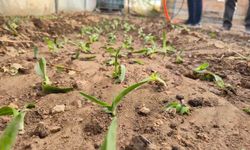 Dinar’da kadın çiftçilere salep fidesi dağıtıldı