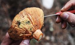 Yağmurların ardından ormanlar mantarla doldu!