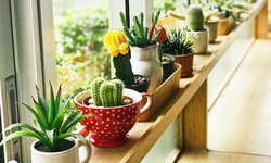 Eskişehir'de ev bitkisi arayanların ilk tercihi!