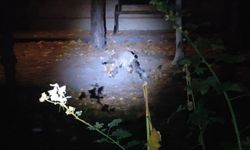 Eskişehir'de camide böyle görüntülendi: Aç kalınca...