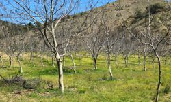 Çiftçi gelmeyen desteği bekliyor: Zarar büyük!