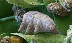 Savunma sanayi için ultradayanıklı biyopolimer geliştiriliyor