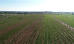 Kadın girişimci ve genç çiftçilere tıbbi bitki yetiştiriciliğinde öncelik