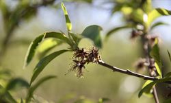 Zirai dondan etkilenen üreticilere 1,7 milyar lira ek destek