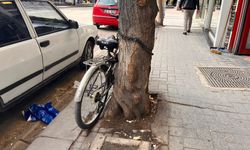 Eskişehir'de ağaca zincirle bağlandı