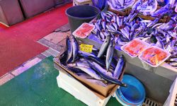 Eskişehir'de palamutun kilosu 350 TL’ye yükseldi