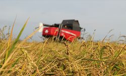 Kasımda üreticilere 4,2 milyar lira tazminat ödendi!