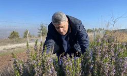 Yapılan 10 yıllık çalışma sonucunda artık Eskişehir’de biberiye üretilebiliyor