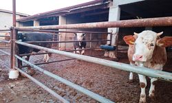 Eskişehir'e kilometreler kala karantina yeniden başladı