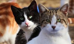 Eskişehir Barosu'ndan asılsız haberlere tepki!