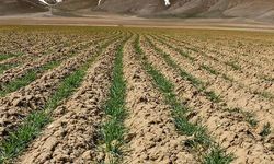 Toprak sağlığını güçlendirmek iklim hedeflerini hızlandırıyor