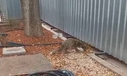 Eskişehir Tren Garı'nda tilki şoku