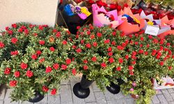 Eskişehir'de yeni yılın simgesi kokina vitrinleri süslüyor!