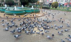 Eskişehir'de havuzlar güvercinlerin beslenme alanına dönüştü