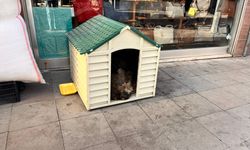 Eskişehirli esnaftan sokak hayvanlarına sıcak yuva!