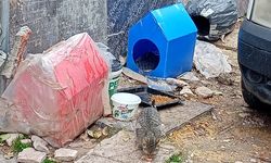 Eskişehir'de sokak kedilerine sığınak