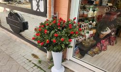 Yılbaşının simgesi kokina ve ona yüklenen inanç