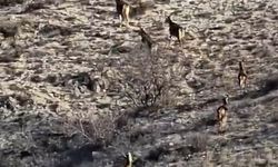 Eskişehir'de görüntülenen 8 geyik hayran bıraktı