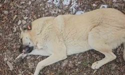 Hayvansever kadın ile belediye personeli arasında köpek tartışması