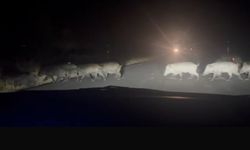 Eskişehir'de gece yarısı yolda sürpriz: Hemen telefona sarıldılar