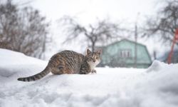 Eskişehir'in soğuk günlerinde sokak hayvanları için kritik çağrı!